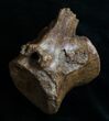 Edmontosaurus (Hadrosaur) Vertebrae - Montana #10260-1